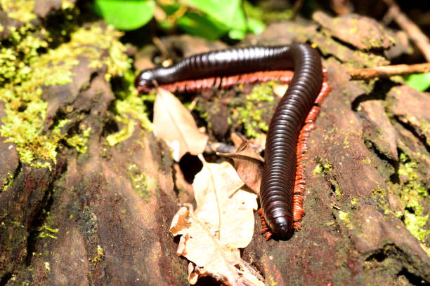 istock Giant black millipede in tropical rainforest 811210984