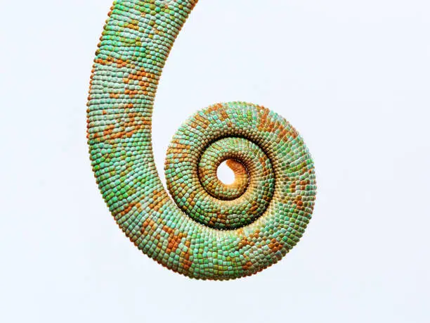 Close up baby chameleon tail rolled up against gray background. Horizontal studio photography from a DSLR camera.
