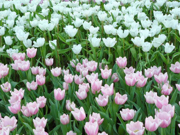 istock Tulips flowers field 811211034