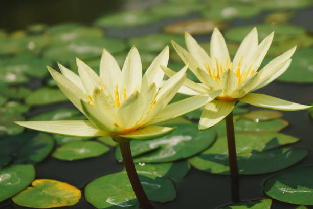 istock Blooming lotus flower in the pond 811211038