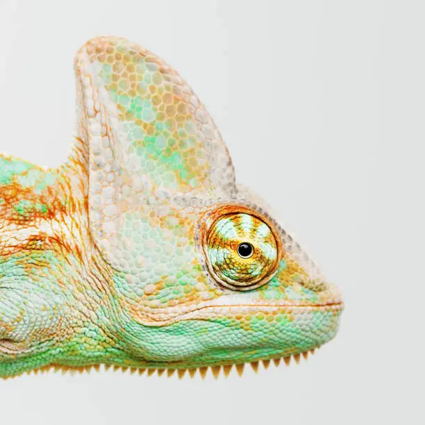 Photo of Cute chameleon head looking at camera