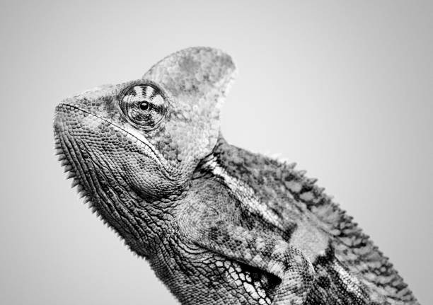 Cute chameleon profile black and white portrait Close up black and white portrait of cute baby chameleon looking at camera with profile view. Horizontal studio photography from a DSLR camera. Sharp focus on eye. chameleon photos stock pictures, royalty-free photos & images