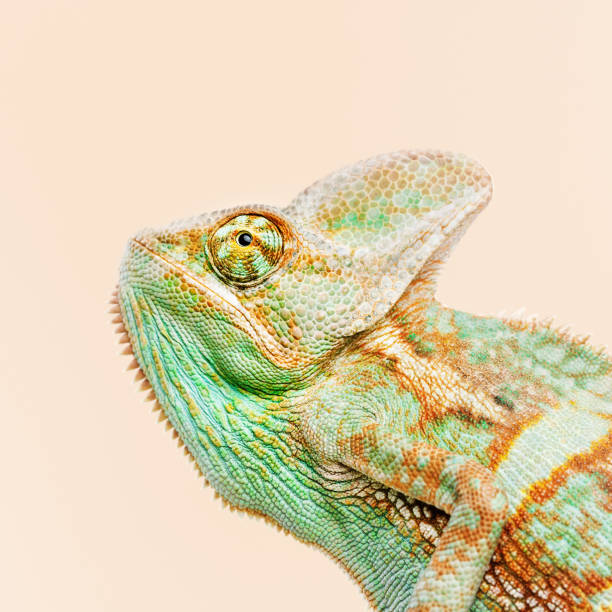 istock Cute chameleon portrait looking away 811211282