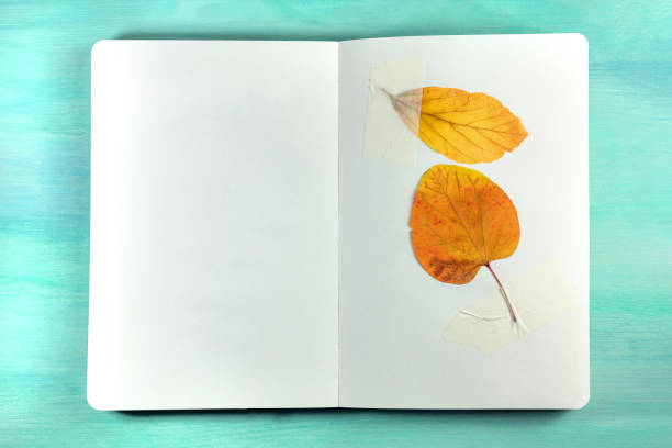 istock Photo of herbarium on teal background with copyspace 811213524