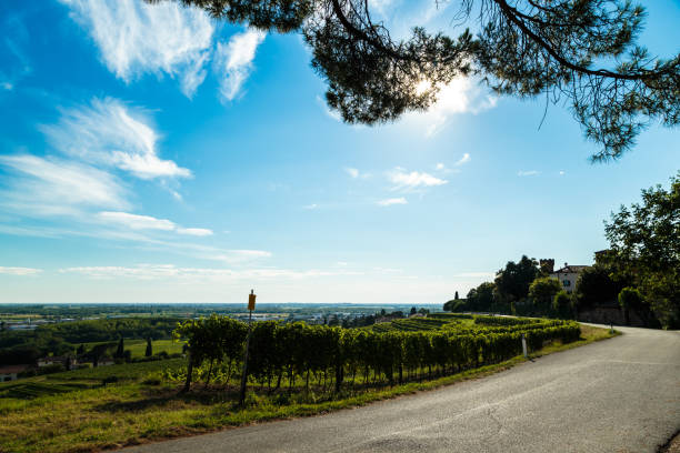 istock grapevine field in the italian countryside 811214754