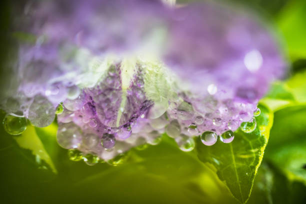 istock Purple Ganges primrose flowers with water drops 811219660