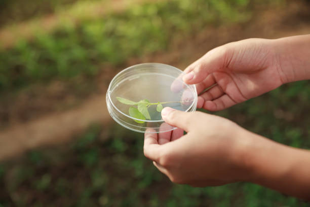 istock Asian student scientist holding a test tube with plant. 811220844
