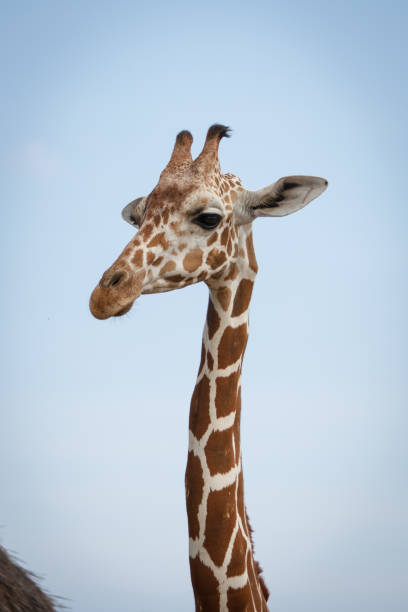 istock Philippines Calauit Island Whild park, giraffe 811225122