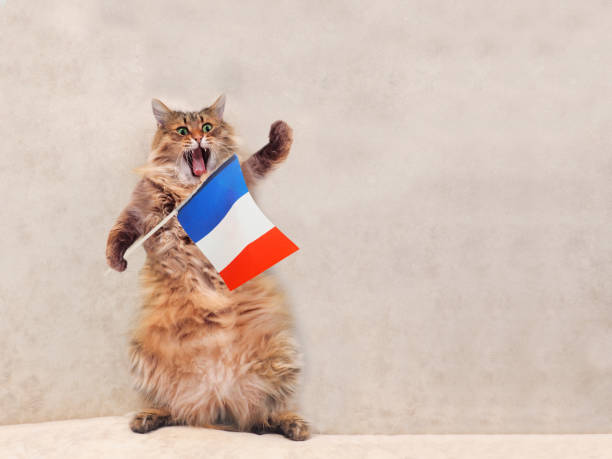 the-big-shaggy-cat-is-very-funny-standing-france-flag-1.jpg