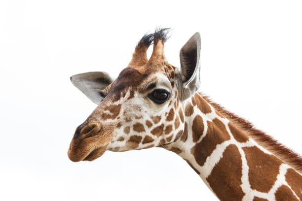 istock Philippines Calauit Island Whild park, giraffe 811228500