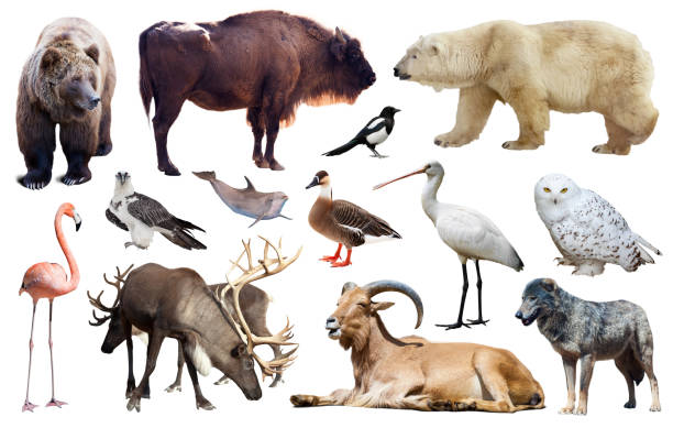 istock animal birds europe isolated 811231010