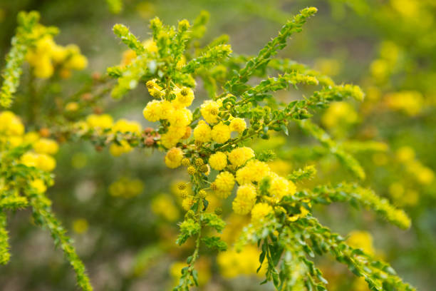 istock acacia truncata flowers 811231046