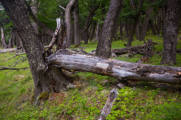 forest near foot of andes mountains - foothills parkway imagens e fotografias de stock