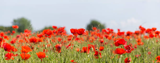 sommer mohn wiese – stockfoto - flanders stock-fotos und bilder