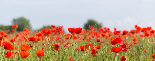 летний маковый луг - фото с запасом - field poppy single flower flower стоковые фото и изображения