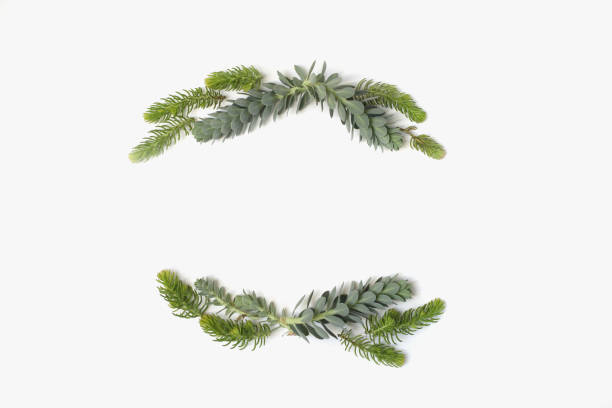istock Beauty minimalistic frame wreath with green and blue succulent plants. Flat lay, top view. 811240964