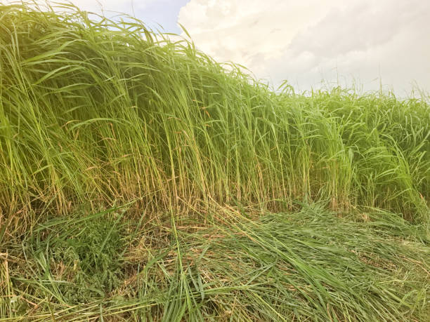 grand prairie - fescue photos et images de collection