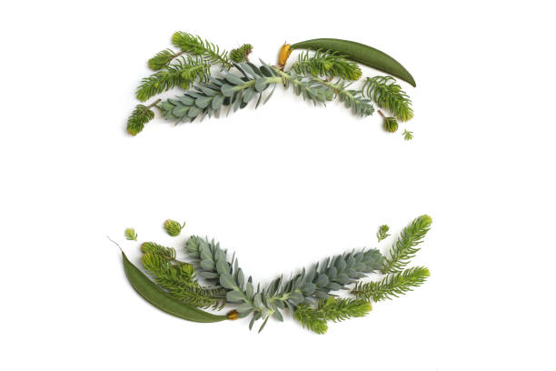 istock Frame wreath with green and blue succulent plants. Flat lay, top view. 811241010