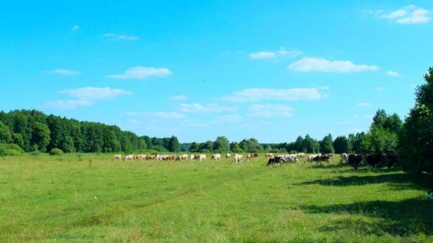 istock cows graze in a pasture near the forest 811246384