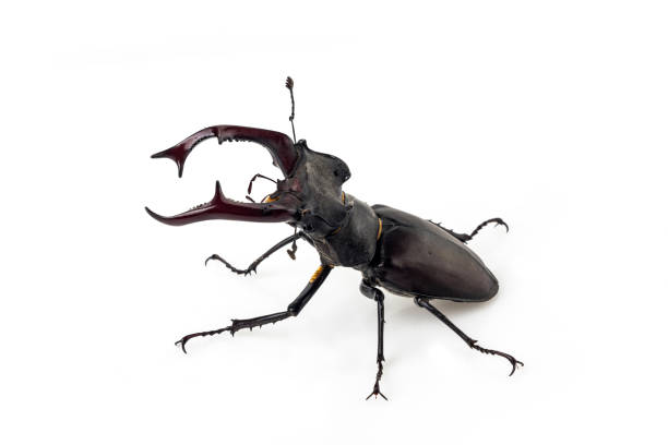 鹿カブトムシ (lucanus cervus) - beetle ストックフォトと画像