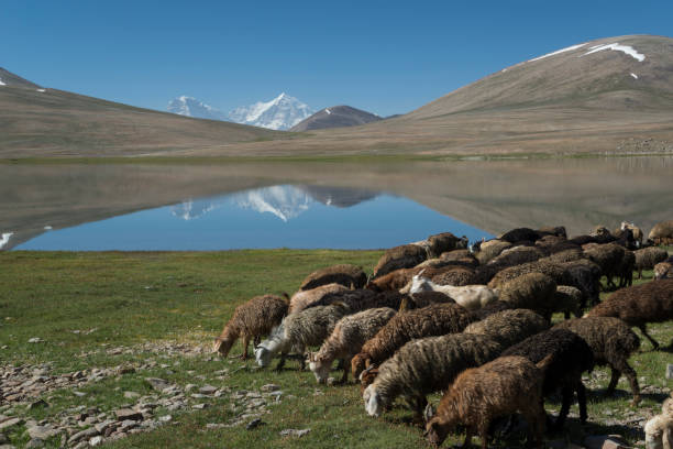 istock Animal farming in mountains 811250788