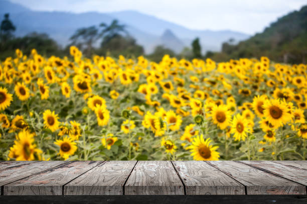 istock Empty wood Shelf on sunflower field background 811255774
