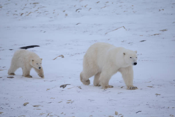 istock polar bears in Churchill, Manitoba Canada 811255978