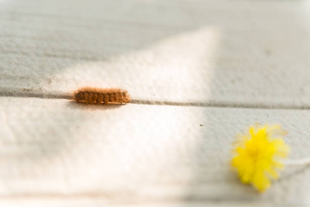 istock The caterpillar crawled on the paper. 811263808