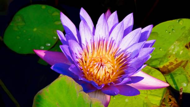 istock Lily, Nymphaea, Lotus, Nucifera, 811267158