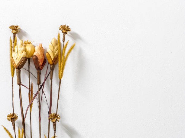 istock Dry flower on white cement wall background 811273562