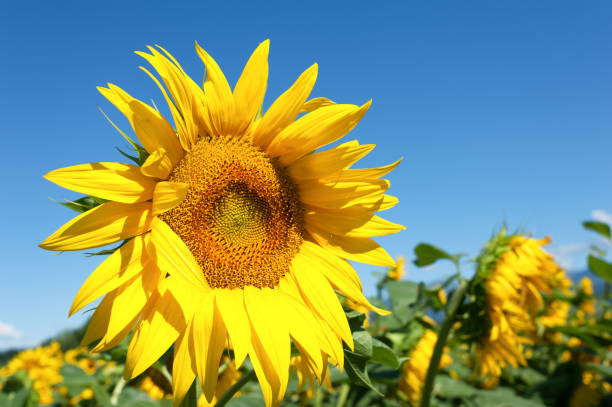 istock Sunflower in blossom. Sunflowers close up. 811274252