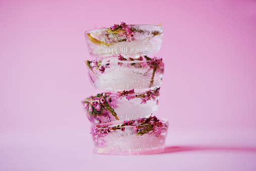 Studio shot of flowers frozen into ice blocks against a pink background