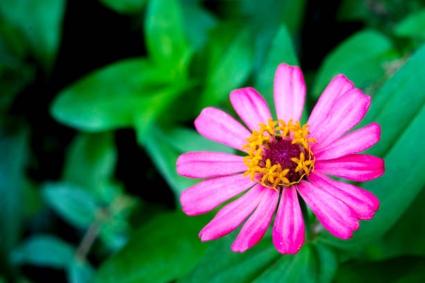 zinnia flower in the gardenzinnia flower in the garden