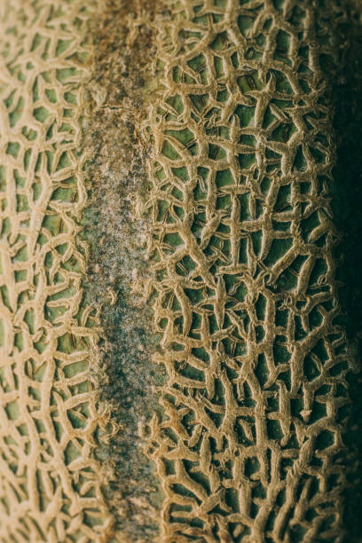 istock Melon skin texture and background. Organic textures and patterns. Macro view of melon surface. Abstract texture and background for designers. Healthy food. Close up view of melon skin textured. 811294124