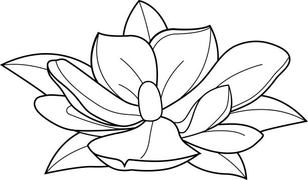 ilustrações, clipart, desenhos animados e ícones de flor de magnólia. preto e branco para colorir a página do livro - magnolia white blossom black