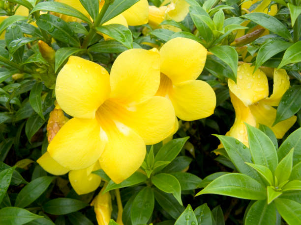 istock Golden trumpet vine 811303696