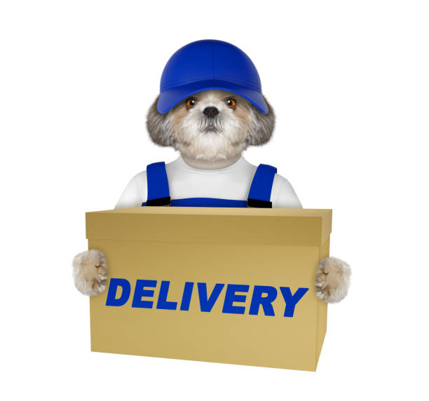 istock Cute dog delivery yellow post box -- isolated on white 811311274