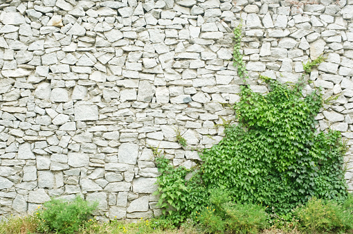 Section of a tall rock wall with vines growing down.