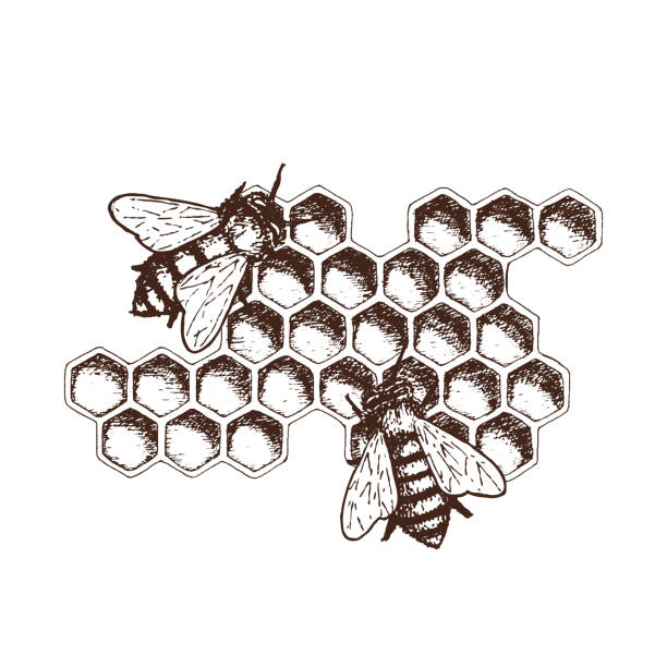 ilustrações de stock, clip art, desenhos animados e ícones de honey ink sketch illustration - apicultor ilustrações