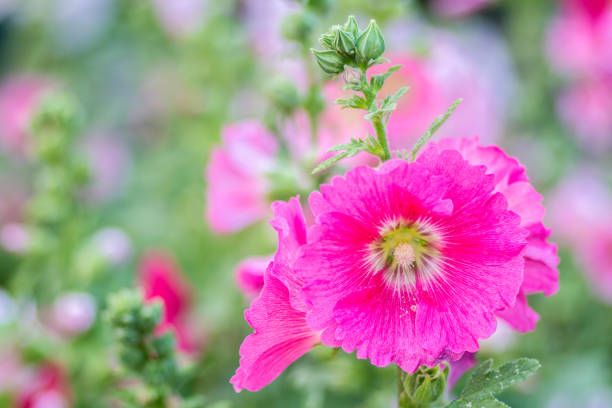 istock Flowers Holly Hock (Hollyhock) pink in the garden 811376802