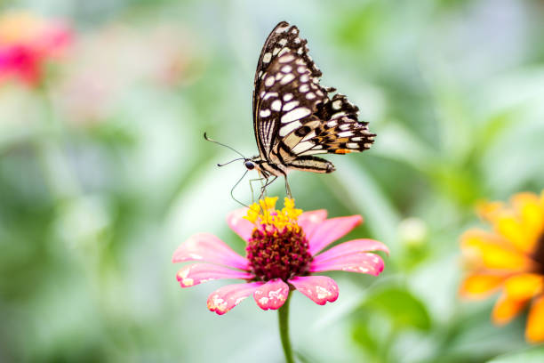 istock Beautiful butterfly with flower and blurred background 811376816