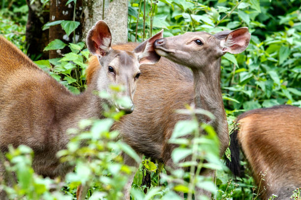 istock Deer a beautiful in the forest tropics, Thailand 811376862