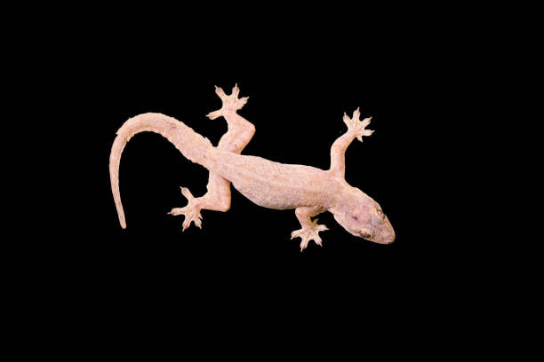 istock House lizard - gekco isolated on black background 811380158