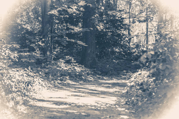 istock Old vintage photo. Forest park leaves road trees 811380286