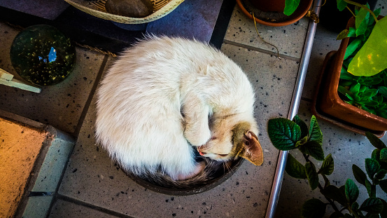 Overhead view depicting a cute lazy kitten with white fur curled up inside a bowl on the patio of a garden outdoors. Horizontal colour image with room for copy space.