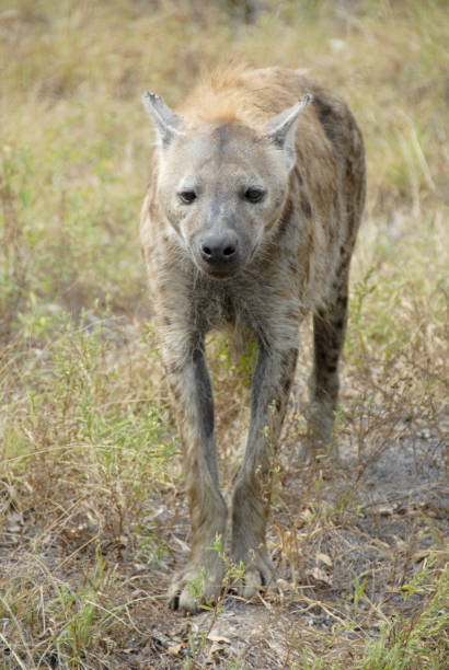 tüpfelhyäne, krüger-nationalpark, südafrika - portrait spotted hyena field africa stock-fotos und bilder