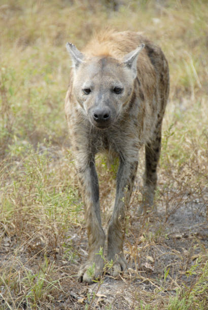 iena maculata, parco nazionale kruger, sudafrica - portrait spotted hyena field africa foto e immagini stock