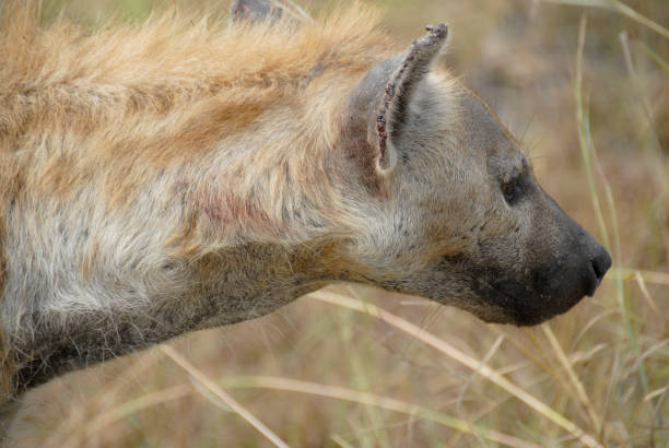 ブチハイエナ、クルーガー国立公園,南アフリカ - portrait spotted hyena field africa ストックフォトと画像