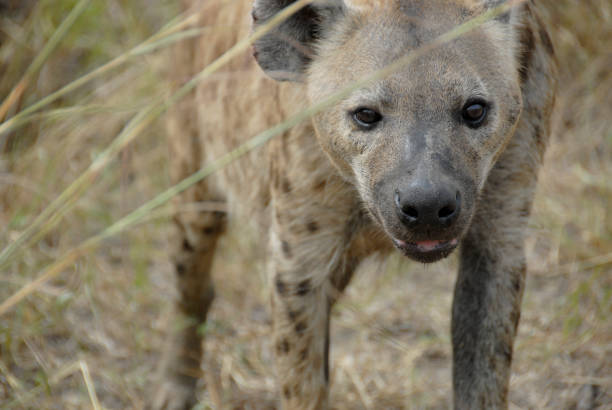 ブチハイエナ、クルーガー国立公園,南アフリカ - portrait spotted hyena field africa ストックフォトと画像