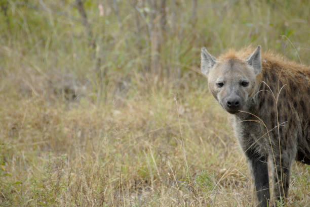 iena maculata, parco nazionale kruger, sudafrica - portrait spotted hyena field africa foto e immagini stock